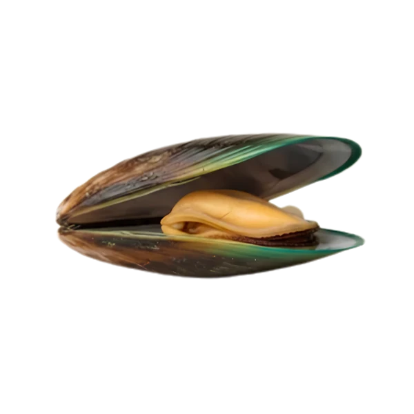 Green-lipped mussel
